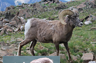 <p>bighorn sheep</p>