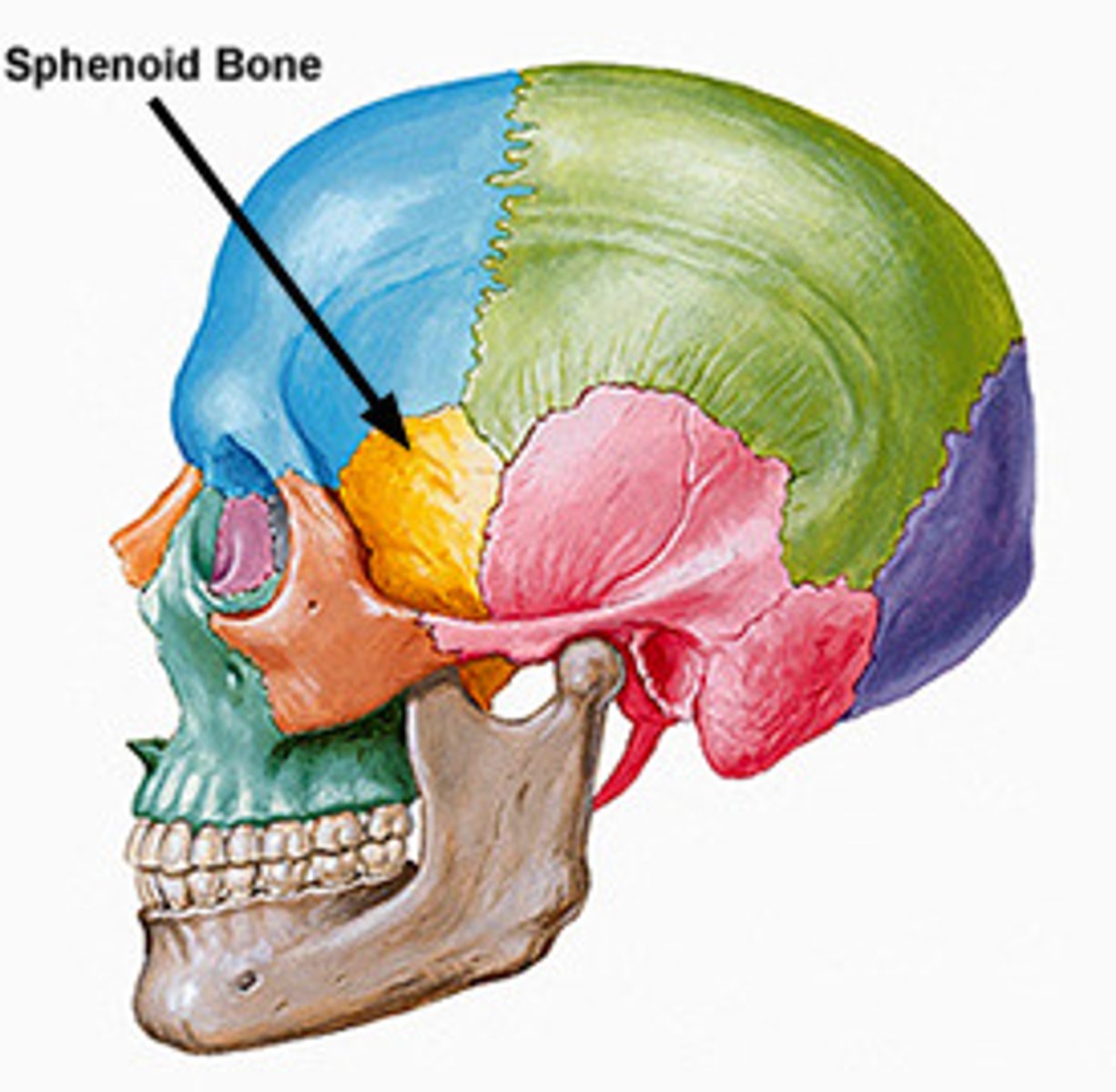 <p>Cranial bone (2). In front of temporal.</p>
