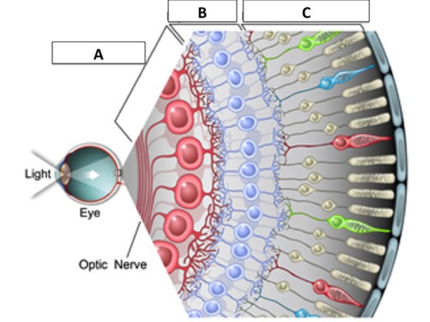<p>Photosensitive cells in the retina that are stimulated by light entering our eyes</p>