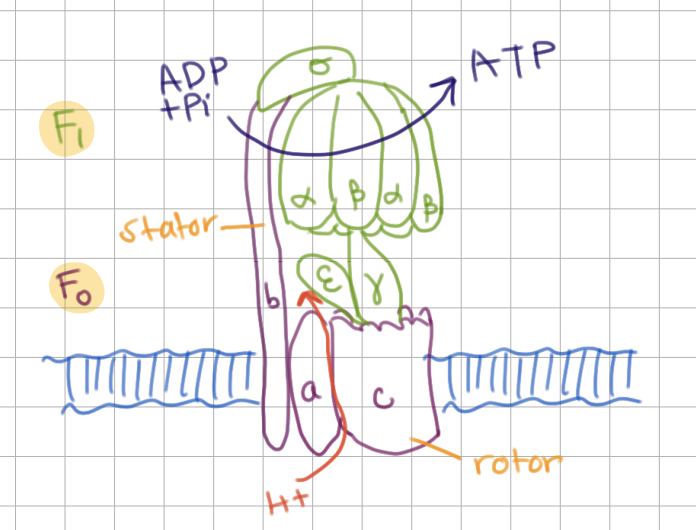 <p>ATP Synthase Mechanism</p><ol><li><p>H+ flows from <strong><u>a</u></strong> through <strong><u>c</u></strong> and back to <strong><u>a</u></strong> which turns <strong><u>rotor</u></strong> → turns <span style="background-color: transparent;"><span>ɣ</span></span></p></li><li><p><span style="background-color: transparent;"><span>This causes conformational changes in </span><strong><span>ɑ</span></strong><span> and </span><strong><span>β</span></strong></span></p><ol><li><p><span style="background-color: transparent;"><span>ATP Synthesis</span></span></p></li></ol></li></ol><p></p>