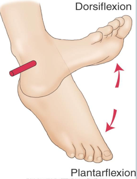 <p>bringing the top of the foot toward the lower leg or shin</p>