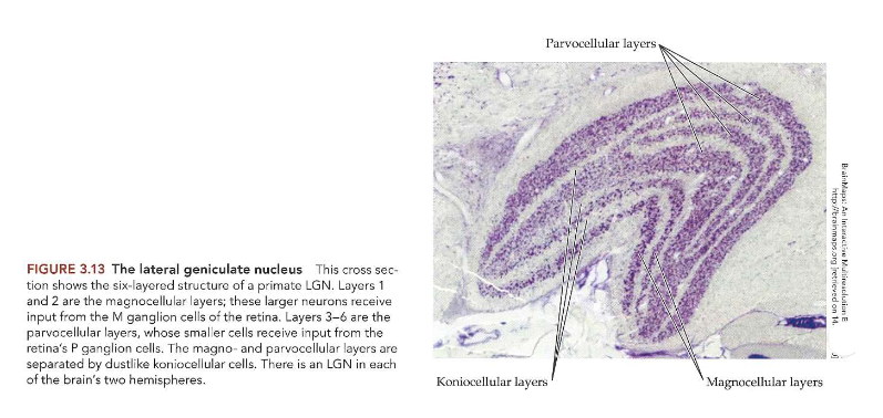 <ul><li><p>6-lagige structuur, in het midden gebogen</p><ul><li><p>neuronen in onderste 2 lagen zijn fysiek groter dan die in bovenste 4 lagen</p><ul><li><p>onderste 2 lagen → magnocellulaire lagen</p><ul><li><p>ontvangen input van M-ganglioncellen in netvlies</p></li></ul></li><li><p>bovenste 4 lagen → parvocellulaire lagen</p><ul><li><p>ontvangen input van P-ganglioncellen</p></li></ul></li></ul></li><li><p>magno- &amp; parvocellulaire lagen: van elkaar gescheiden door koniocellulaire lagen</p><ul><li><p>betrokken bij doorgeven van signalen van S-kegeltjes</p></li><li><p>kunnen deel uitmaken van primordiale blauw-gele pathway</p></li></ul></li></ul></li></ul><p></p>