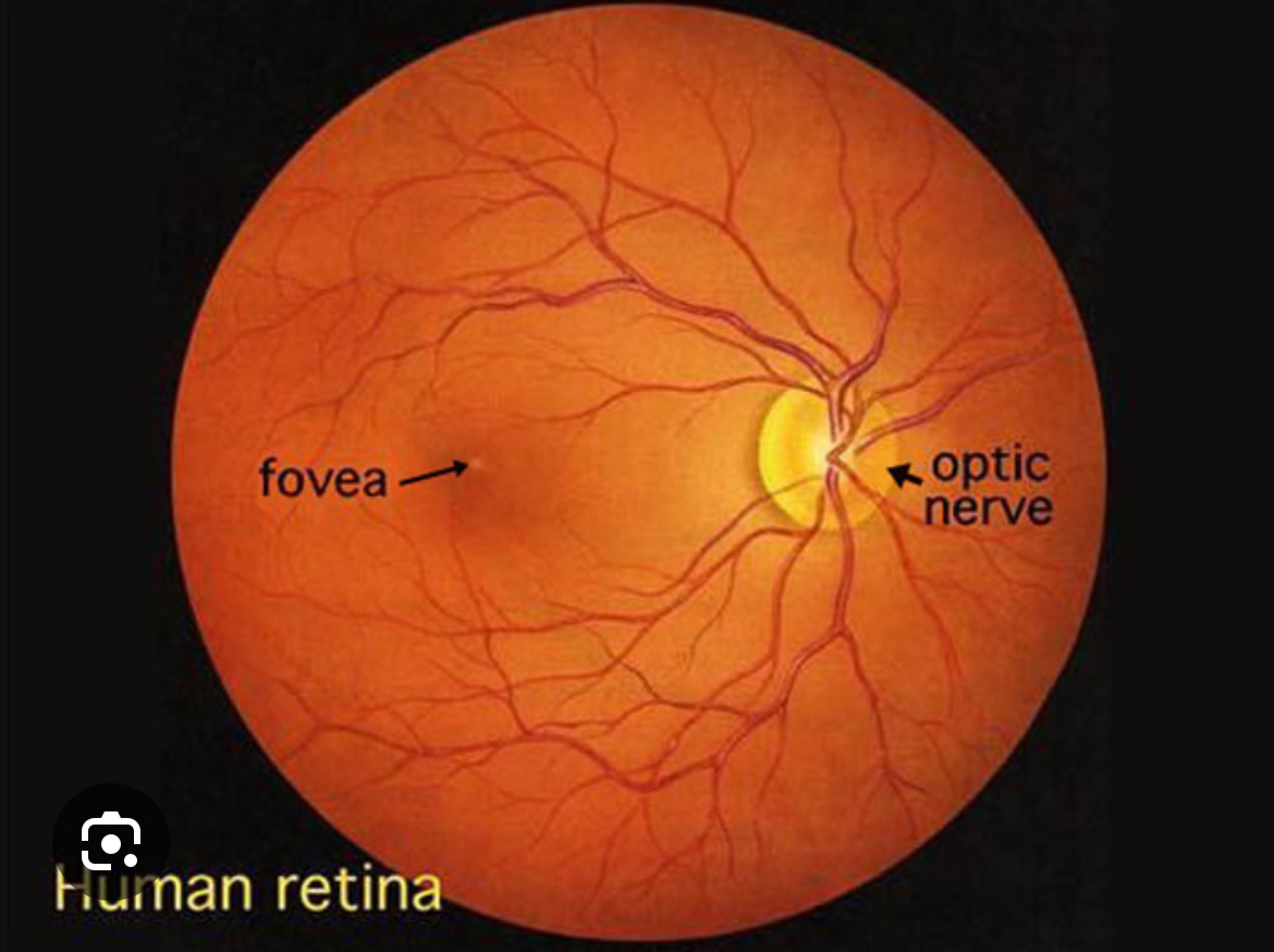 <p>ophthalmoscope, allows you to see there is blow flow to retina (blood vessels) and that retina is still intact </p>