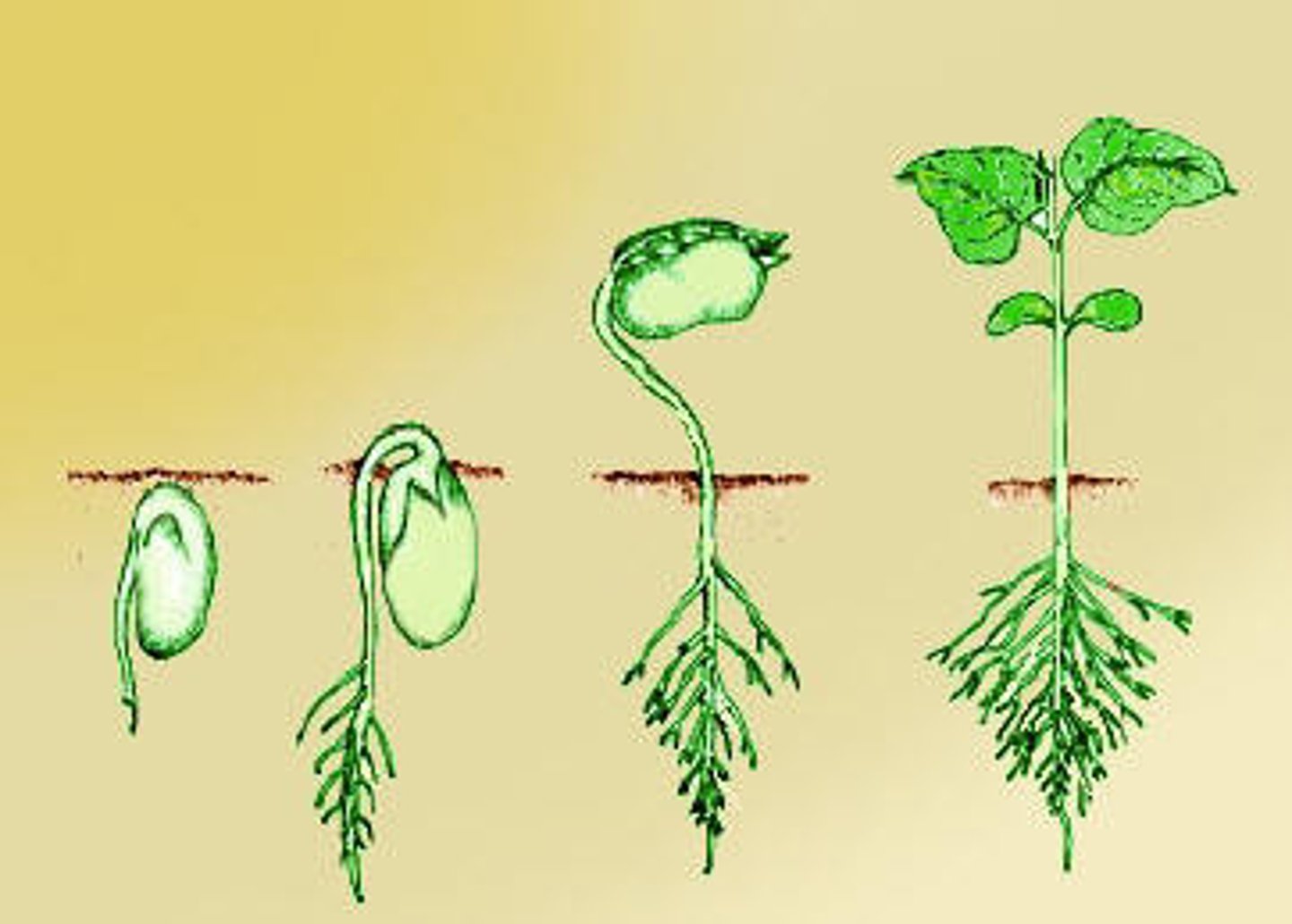 <p>the process of seeds or spores sprouting and beginning to grow</p>
