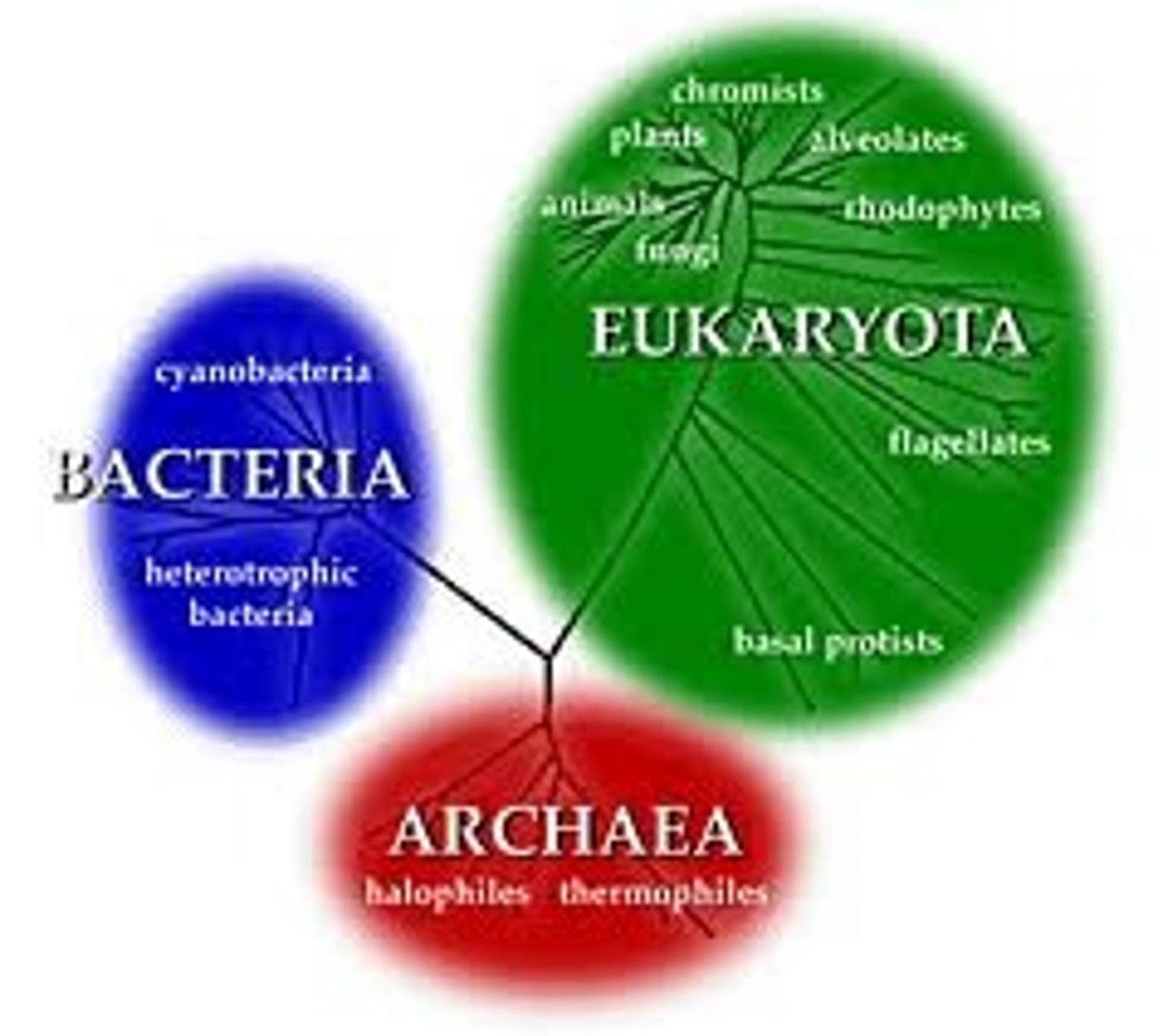 <p>1.) Archaea</p><p>-prokaryotes, hostile environments, closer relatives to eukaryotes</p><p>2.) Bacteria</p><p>-prokaryotes, cyanobacteria</p><p>3.) Eukaryote.</p><p>-Protists, Fungi, Plants, Animals</p><p>The first two are all prokaryotic microorganisms, or single-celled microbes whose cells have no nucleus.</p>