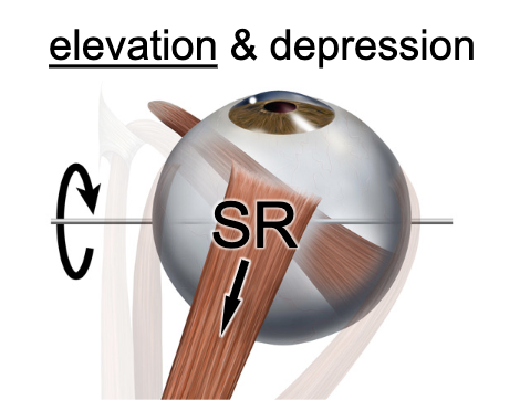 <p>superior rectus m.</p>