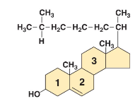 <p>In Eukaryotic membranes, this helps strengthen the membrane.</p>
