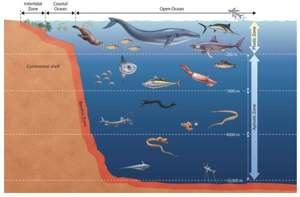 <p>coastal ocean extends from shore of edge to where land, sea, and atmosphere interact. open ocean refers to the open water, away from the coast and seafloor </p>
