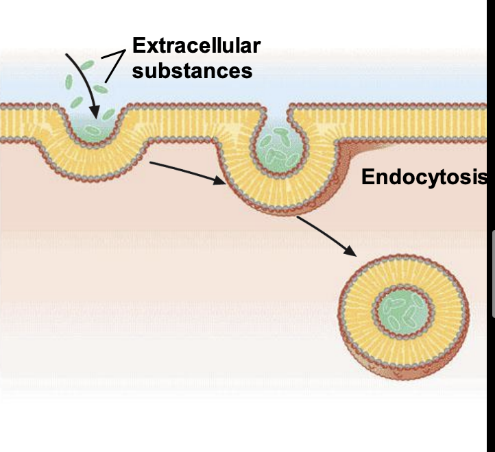 <p>the process by which cells internalize substances from their external environment. It is how cells get the nutrients they need to grow and develop. Substances internalized by endocytosis include fluids, electrolytes, proteins, and other macromolecules.</p>
