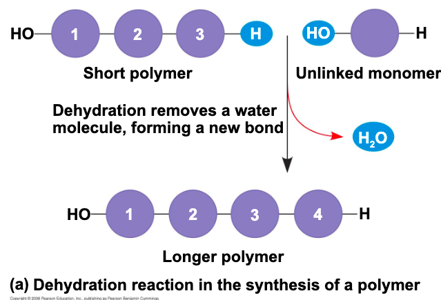 <p>hydrolysis </p>