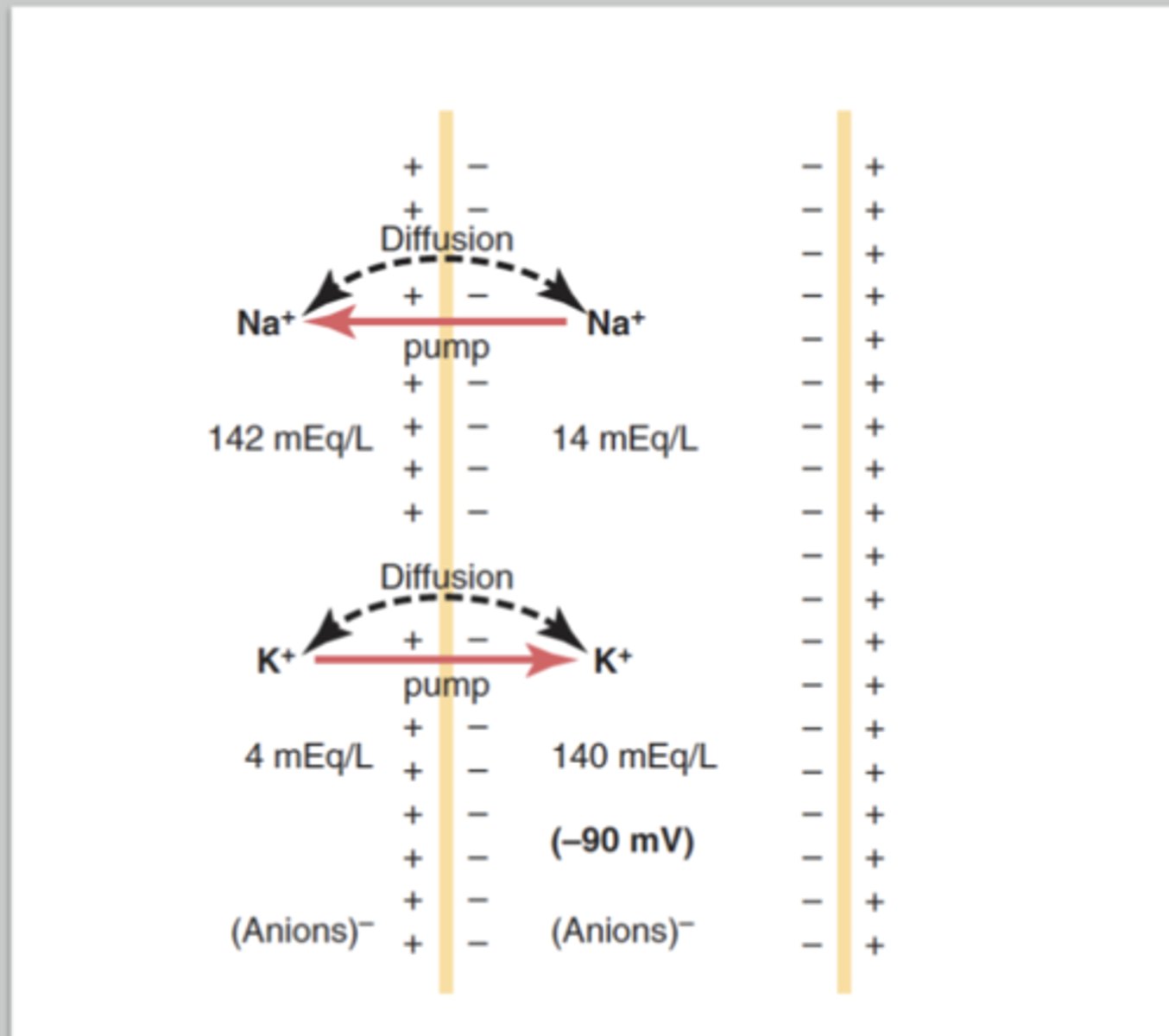 <p>What does membrane potential do for cells? (3)</p>