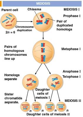 <p>Meiosis</p>
