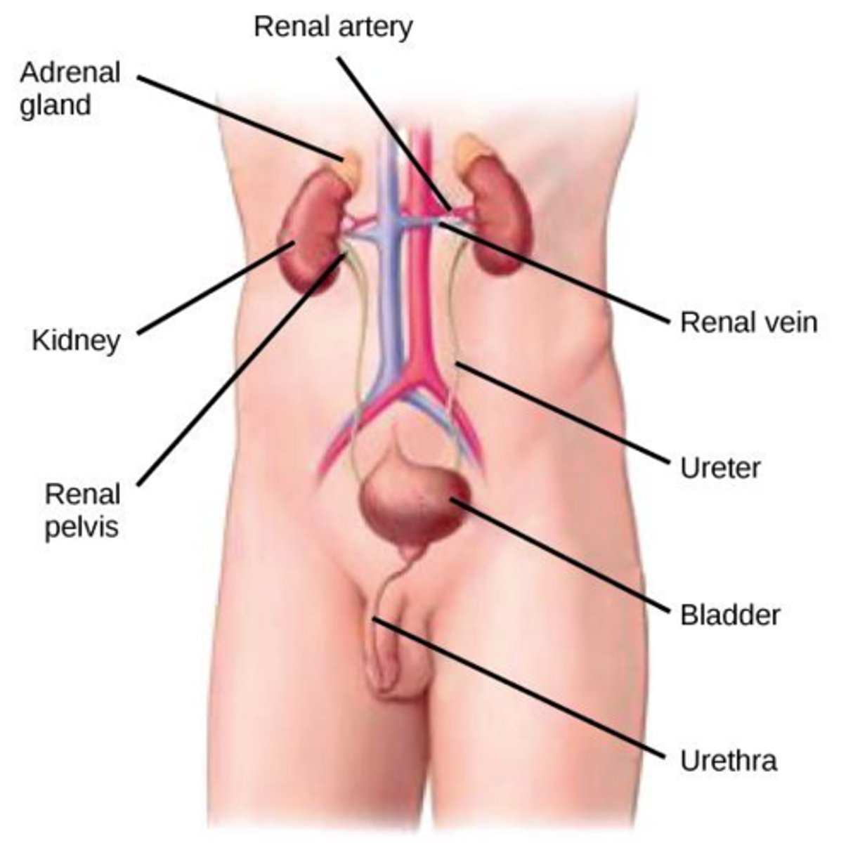 <p>Conducts urine from the kidney to the urinary bladder.</p>