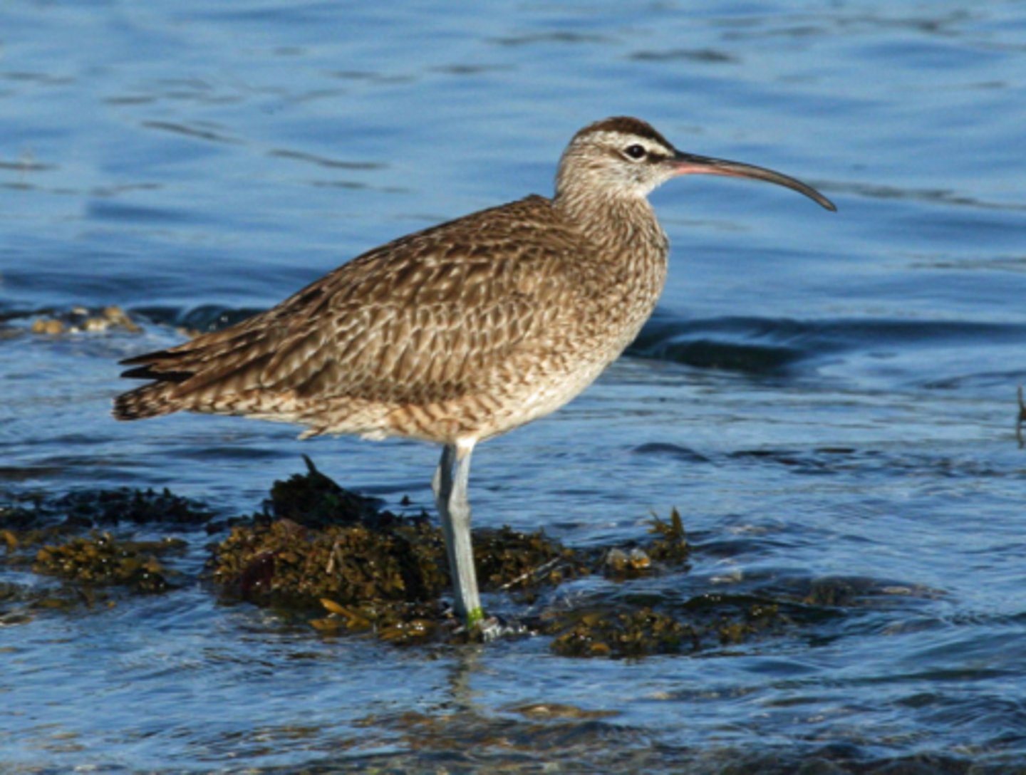 <p>Whimbrel (1 fact)</p>