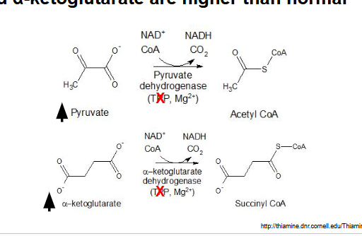 <p></p><p>B: elevated pyruvate and α-ketoglutarate</p><p>explanation: pts with beriberi have a thiamine deficiency which is the precursor for TPP so lack of TPP means that pyruvate and α-ketoglutarate would NOT be able to proceed forward with their rxn into becoming CoA</p><p></p>