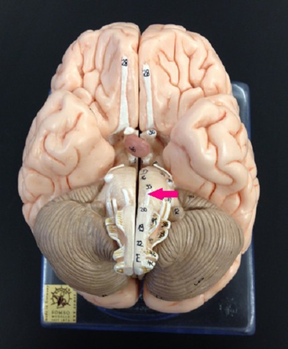<p>eye movement</p>