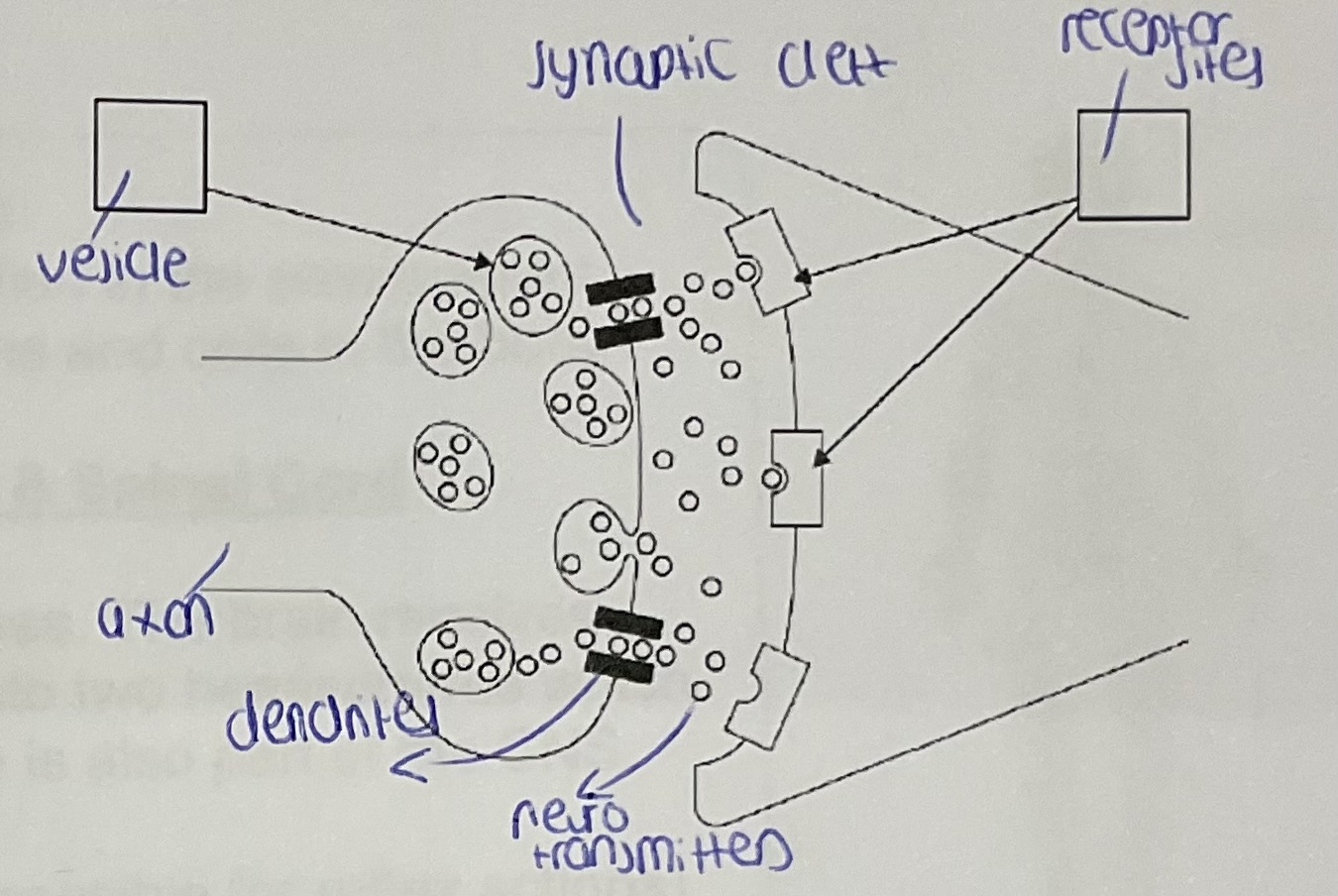 knowt flashcard image