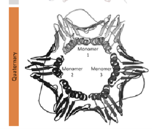 <p>Proteins that consist of more than one chain</p><p>Made up of monomer subunits (individual protein chains)</p><p>o Bound noncovalently</p><p>• Charge or hydrophobic interactions</p><p>o Can be identical (i.e., Hsp90)</p>