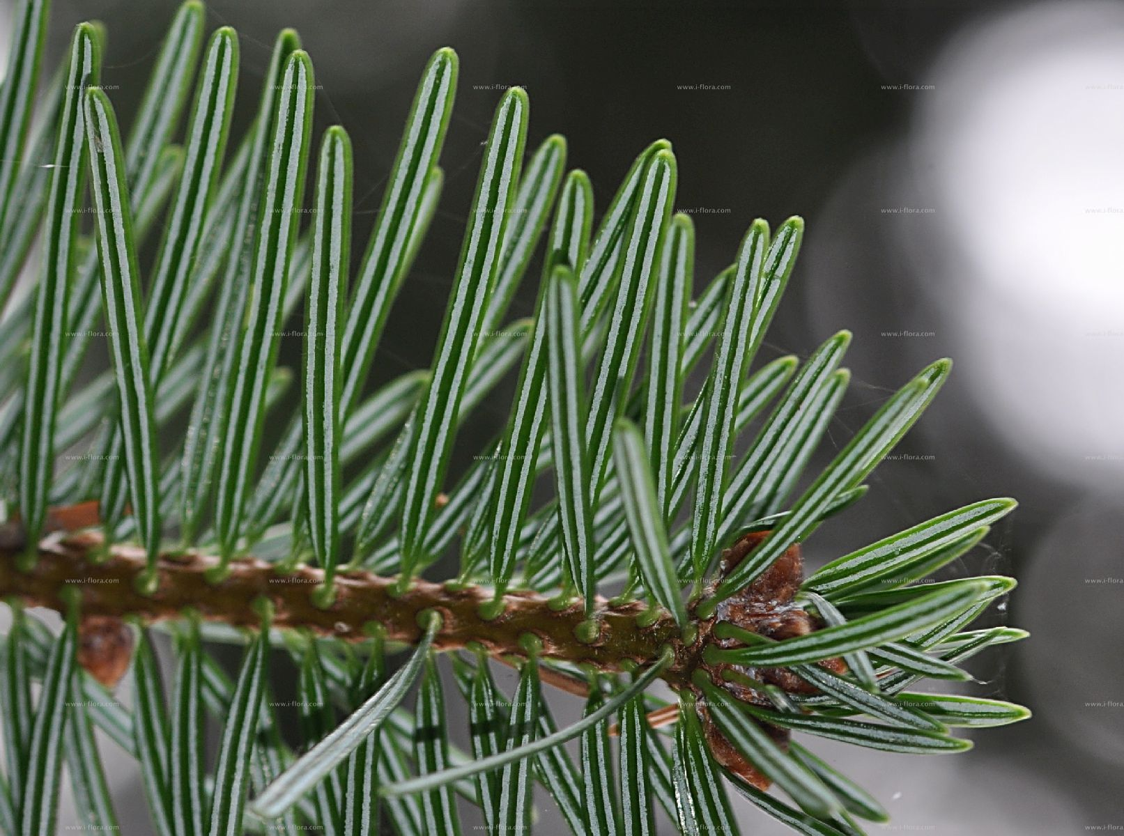 <p>naalden radiaal op tak, ingesneden top</p>