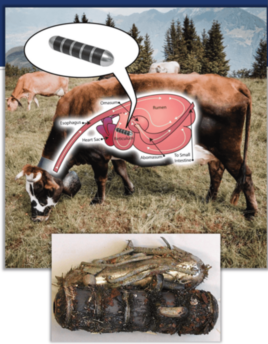 <p>explain the significance of the position of the reticulum bieng located just caudal to the heart</p>