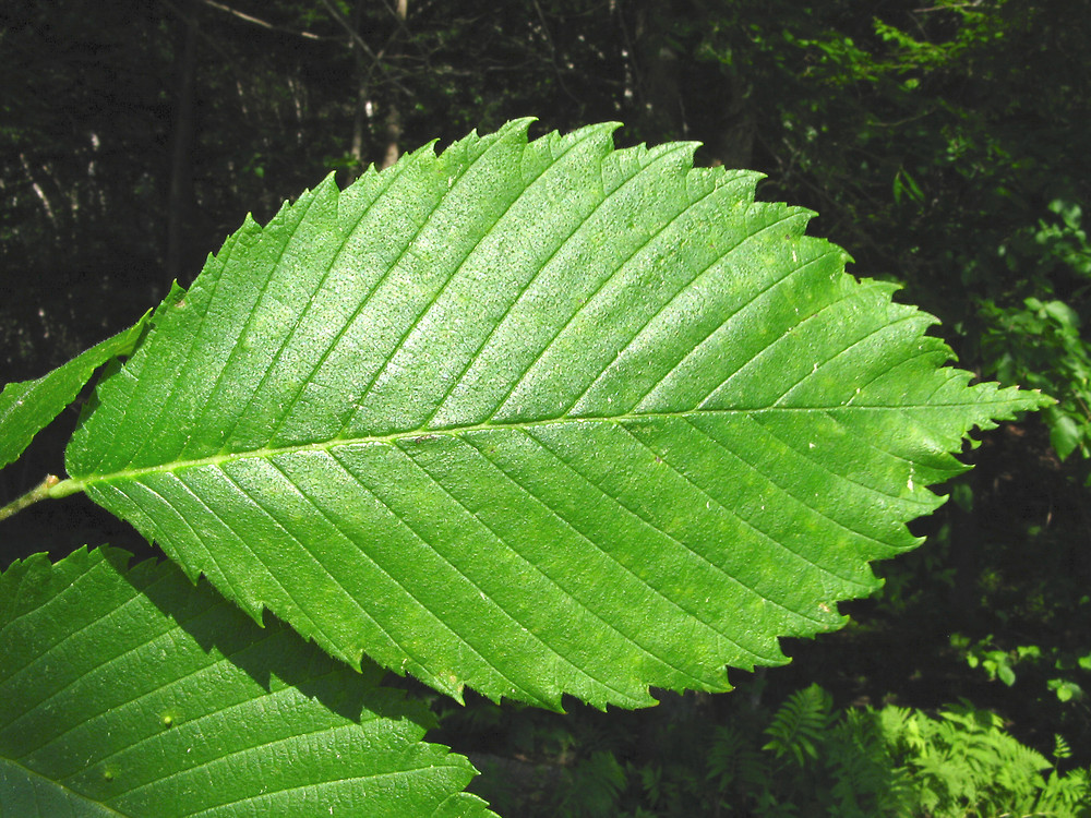 <p><em>Ulmus americana</em></p>