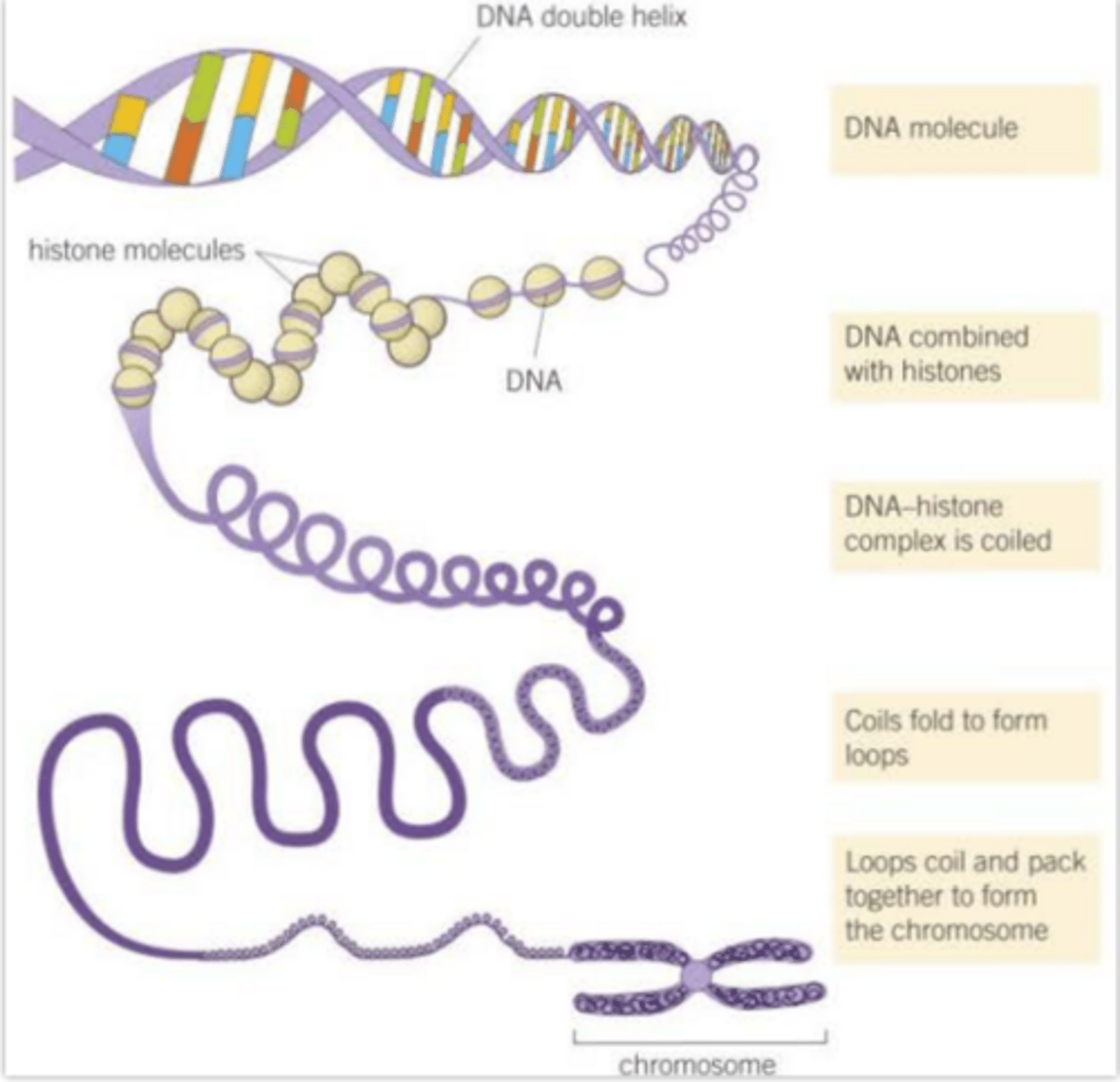 <p>● Only visible when a cell is dividing. For the rest of the time they are widely dispersed throughout the cell.</p><p>● When visible, appear as 2 threads joined at a point - a chromatid. DNA has already replicated to give 2 identical DNA molecules.</p><p>● The DNA is held in position by histone proteins.</p><p>DNA is around 2m in every human cell and is tightly coiled and folded.</p>