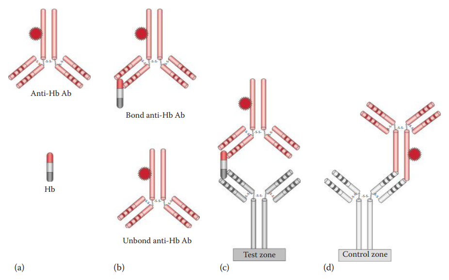 Immunochromatographic assays for the identification of Hb in human blood.