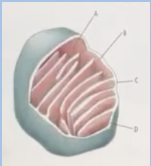 <p><span style="background-color: transparent;"><span>As a result of ETC proton gradient accumulates in which part of the mitochondrion?</span></span><br><span style="background-color: transparent;"><span>A. B</span></span></p><p><span style="background-color: transparent;"><span>B. A</span></span></p><p><span><span>C. D</span></span></p><p><span style="background-color: transparent;"><span>D. C</span></span></p>
