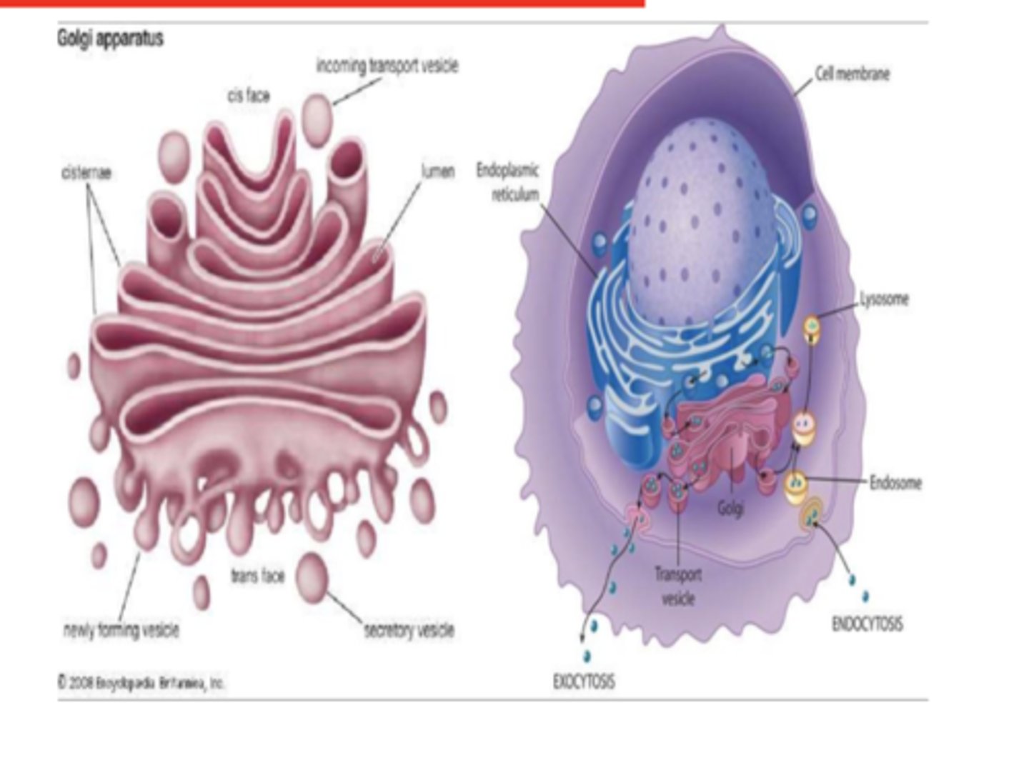 <p>The ER is a site of what? where does it occur? What does it include (2)? </p>