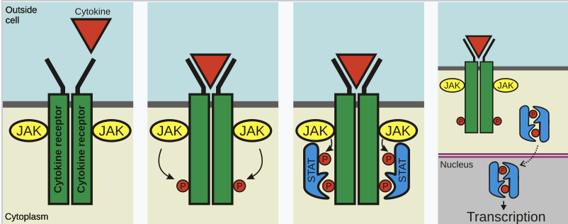 <p>GH cytokine receptor consists of two units that dimerise when binding GH. They then bind JAK2 which autophosphorylate each other. They then phosphorylate parts of the GHR. This allows STAT proteins to dimerise and translocate into the nucleus.</p>