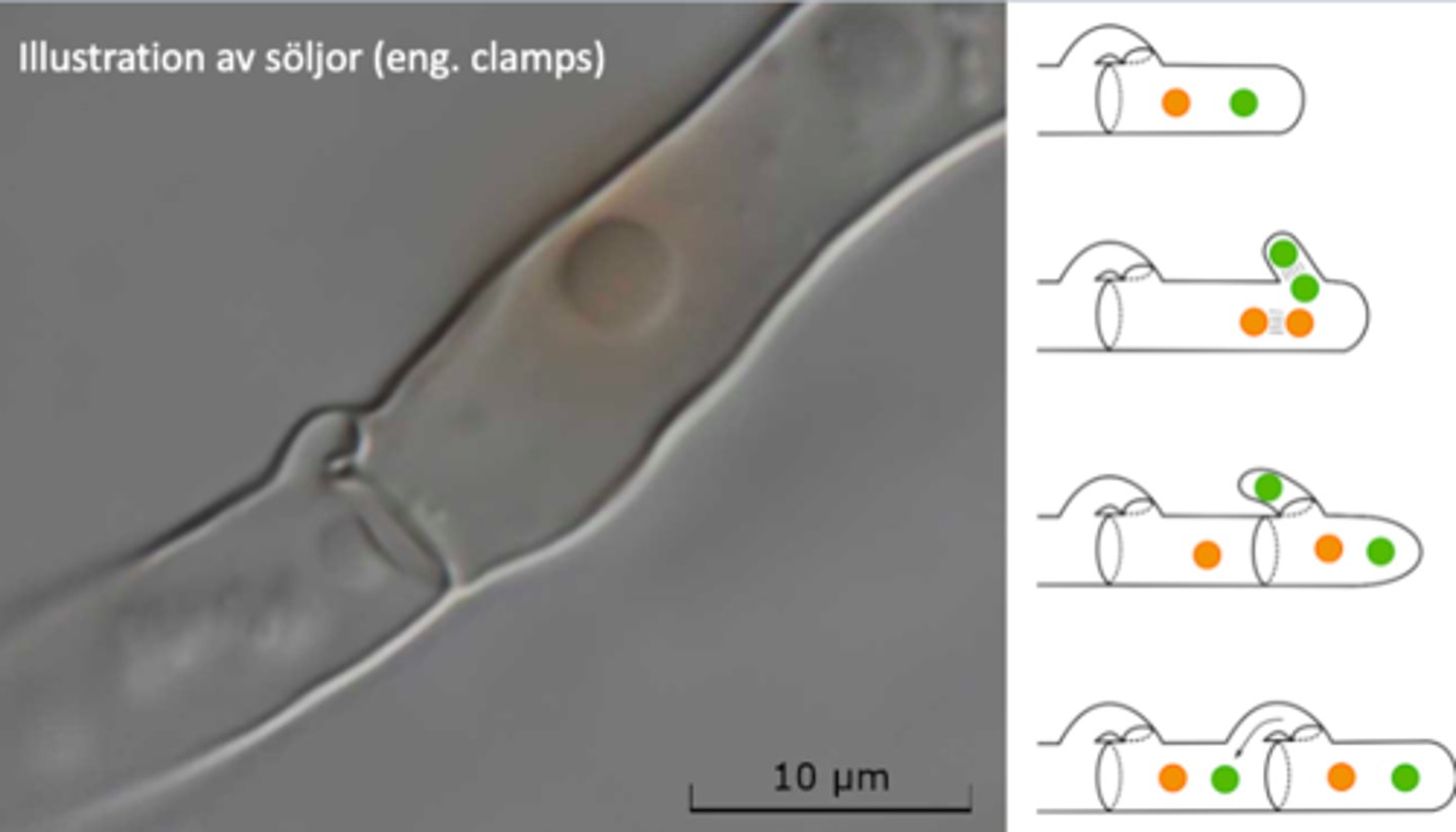 <p>Bildas när de växer</p>