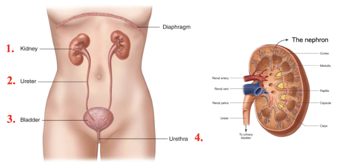<ol><li><p>kidney</p></li><li><p>ureter</p></li><li><p>bladder</p></li><li><p>urethra </p></li></ol><p></p>