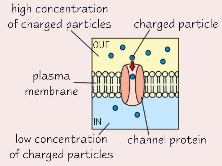 5.35.5 movement across membrane Flashcards Knowt