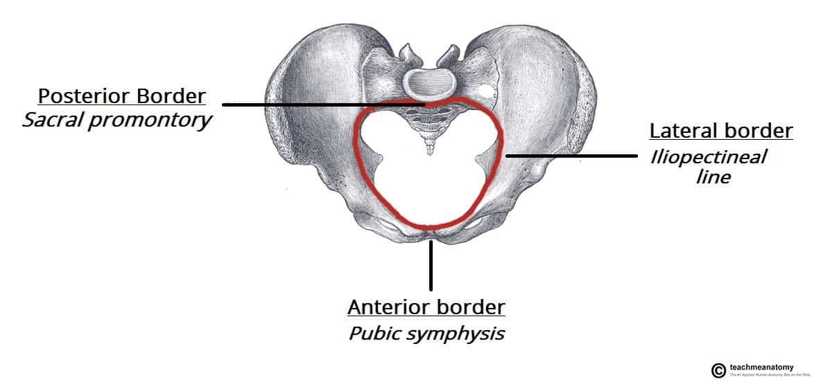 <p>Supierior = pelvic inlet</p><p>inferior = pelvic outlet/ pelvic diaphrgm</p>