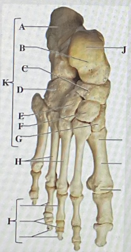 <p>in the figure above letter ___ is the calcaneus tendon and letter ___ are the phalanges</p>