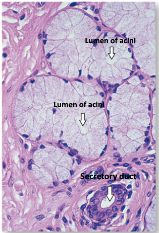 <p>What do mucous merocrine glands secrete and how do they compare to serous glands?</p>