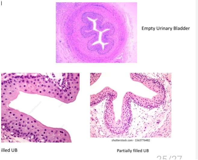<p>Name the tissue</p>