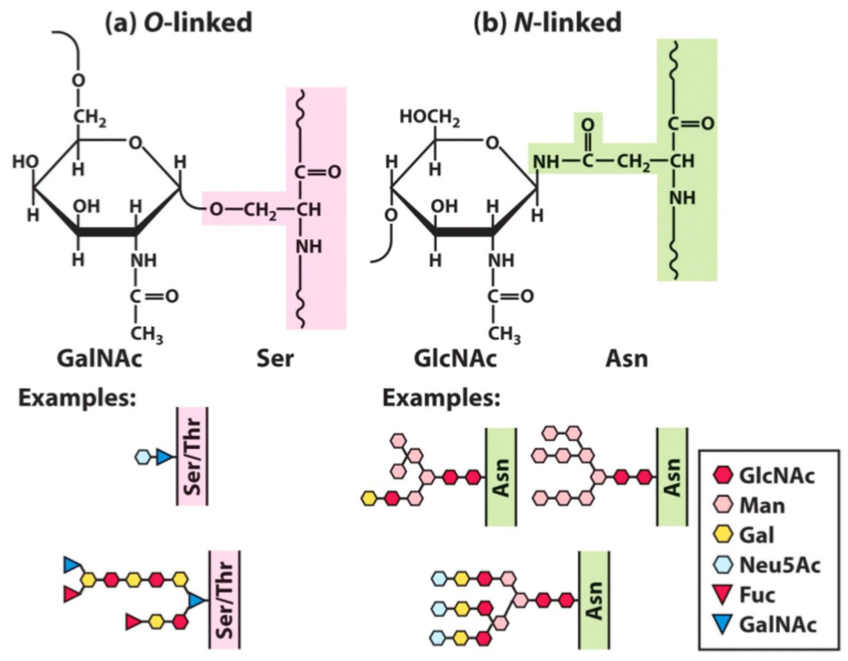 <p>Branched oligosaccharides, often charged.</p>
