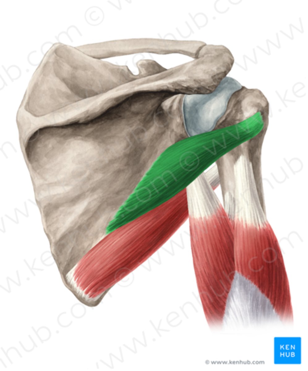 <p>Welke spier is dit?</p>