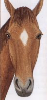<p>mark between eyes that doesn’t extend down muzzle</p>