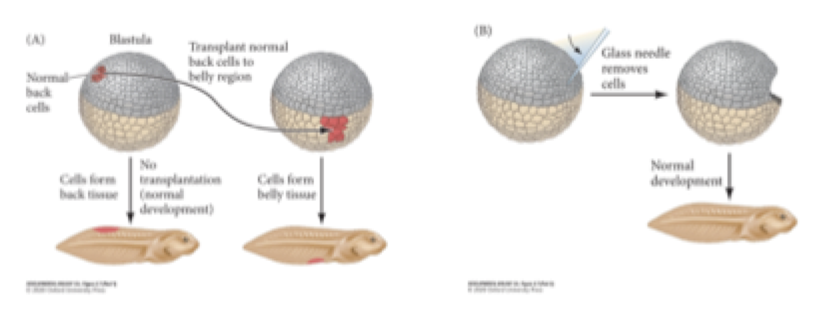 <p>conditional specification:</p><p>Transplant in blastula</p><ul><li><p>Grey = dorsal</p></li><li><p>Beige - ventral</p></li></ul><p>(A) Take a chunk out of the back and transplant it to the stomach side of the blastula</p><ul><li><p>No diff. btwn he two tag poles</p></li><li><p>They have adopted the same fate of the surrounding cells</p></li></ul><p>(B) Glass needle to excise the back and the front of the embryo</p><ul><li><p>Still normal developed tag pole</p></li></ul><p><strong>what is the significance of this experiment?</strong></p>