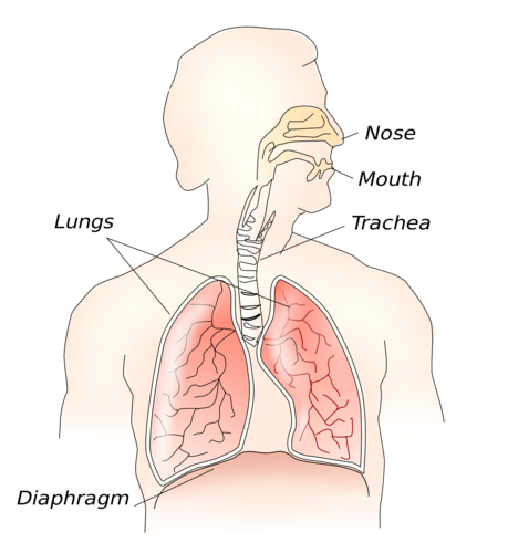 The diaphragm is a dome-shaped sheet of muscle located just below the lungs.  

During inspiration (inhalation), the diaphragm contracts and is drawn inferiorly into the abdominal cavity until it is flat.  The thoracic cavity becomes larger, drawing in air from the atmosphere. 

During expiration (exhalation), the diaphragm relaxes and elevates to its dome-shaped position in the thorax. Air within the lungs is forced out of the body when the size of the thoracic cavity decreases.