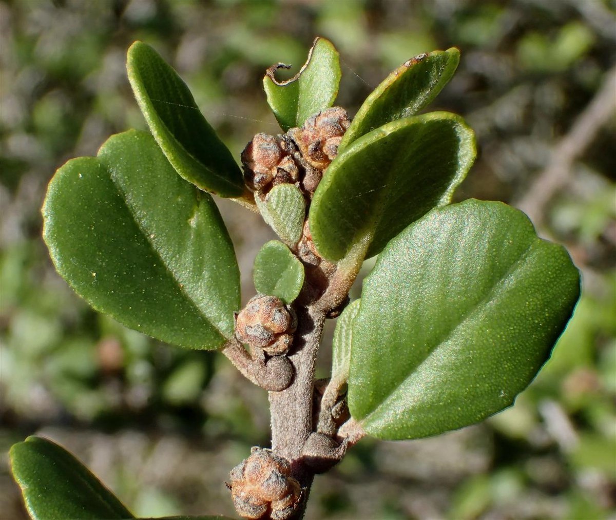 <p>Bigpod Ceanothus</p>