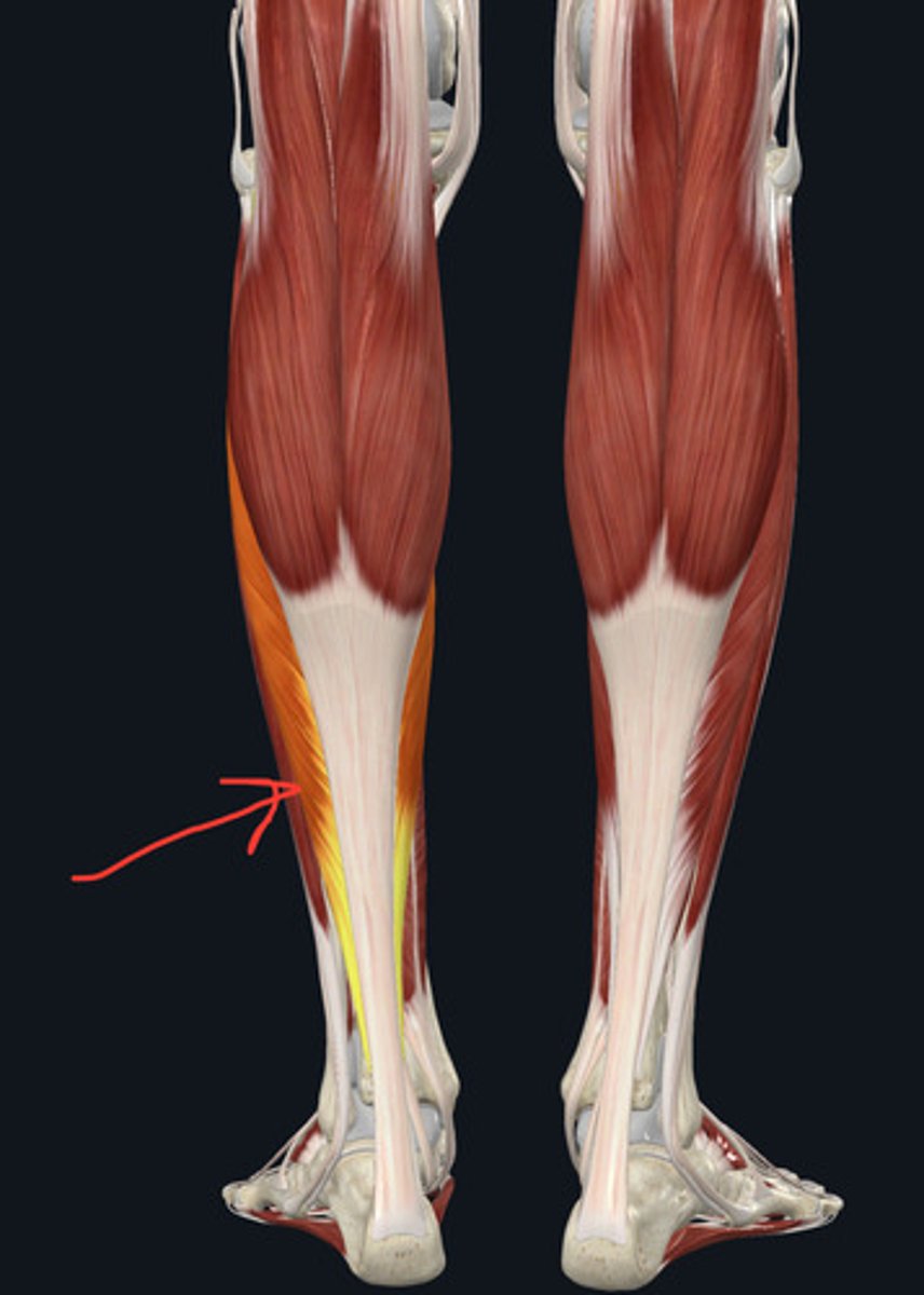 <p>Muscle that aids in standing and walking</p><p>thigh and leg muscle</p>