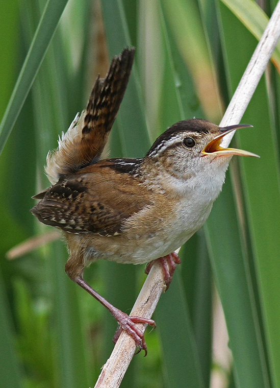 <p>Brown, tiny bird with white stripe on back. Bubbly call.</p>