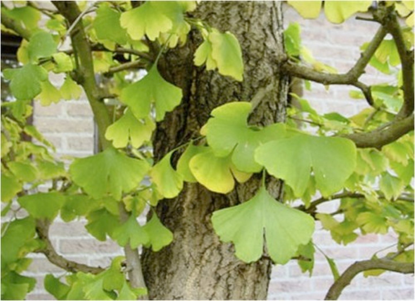 <p>ID Key: Fan-shaped leaf, pink female seeds</p>
