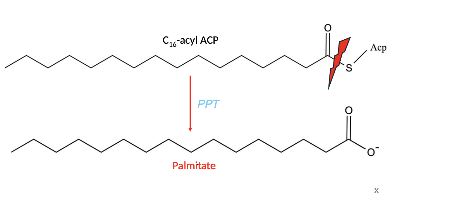 <p>The enzyme that cleaves the thioester linkage connecting the 16C acyl group with ACP, releasing palmitate.</p><p></p>
