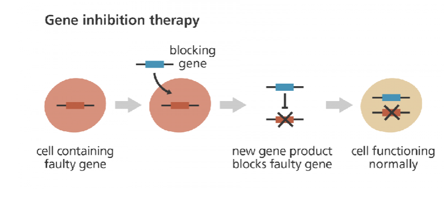 <p>______ ______ ______: a blocking gene is introduced to <strong>eliminate</strong> the activity of a gene that <strong>promotes the growth of disease-related cells </strong>(e.g., cancer causing genes, for example activation of an oncogene)</p>
