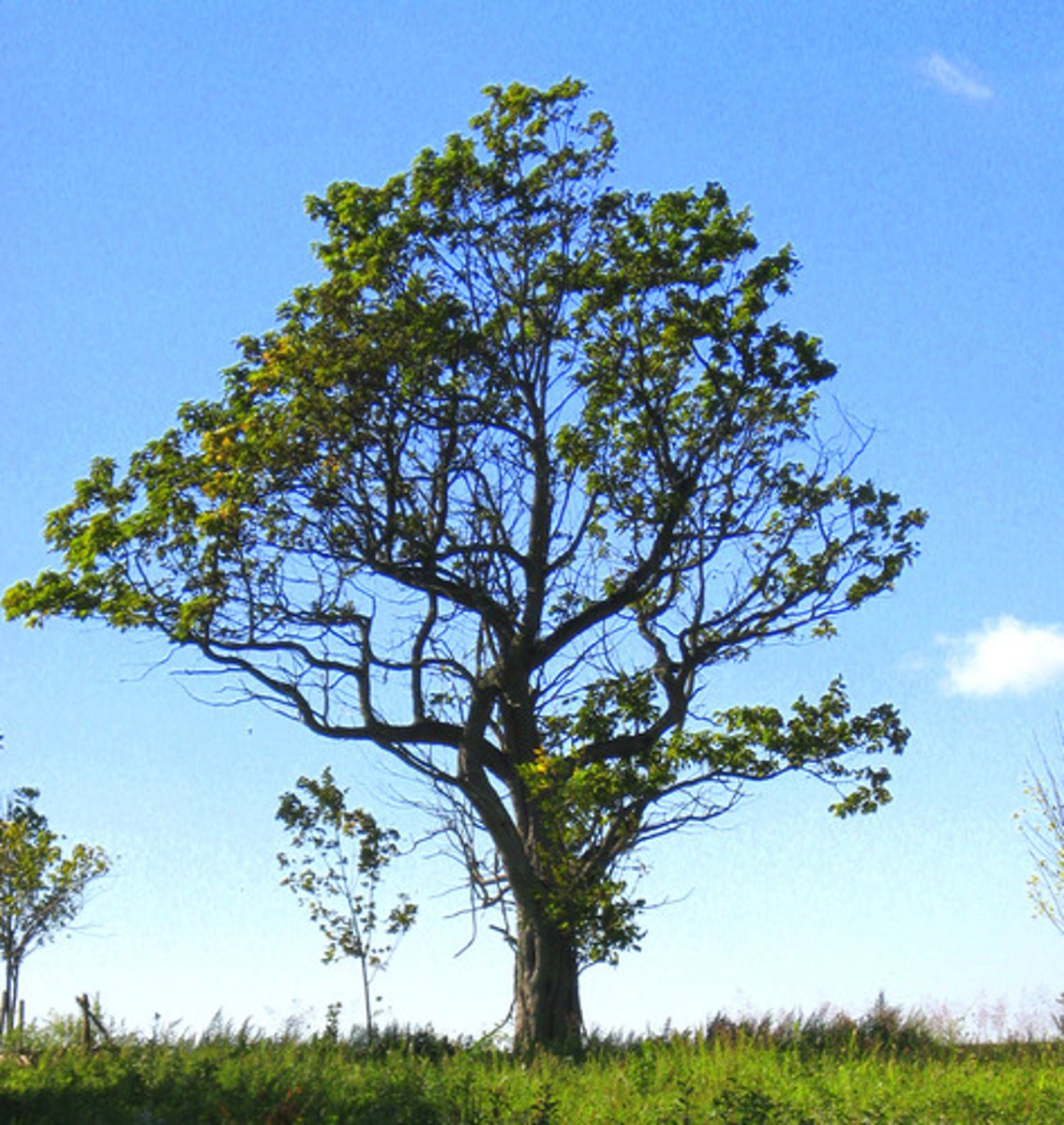 <p>A tree</p>