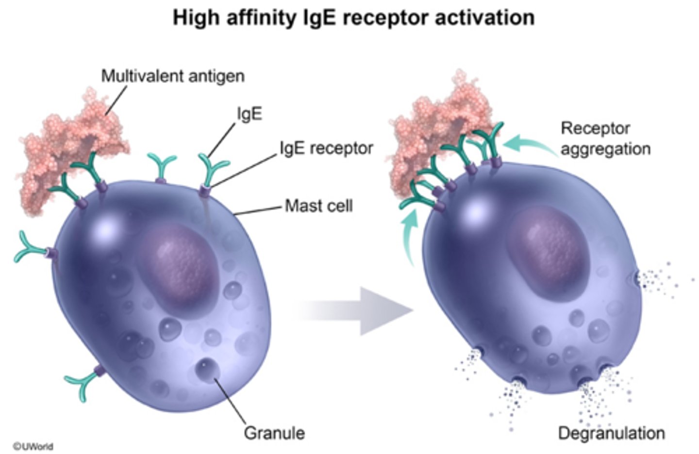 <p>breaking apart of mast cells with spillage of granules of biochemical mediators into tissue</p>